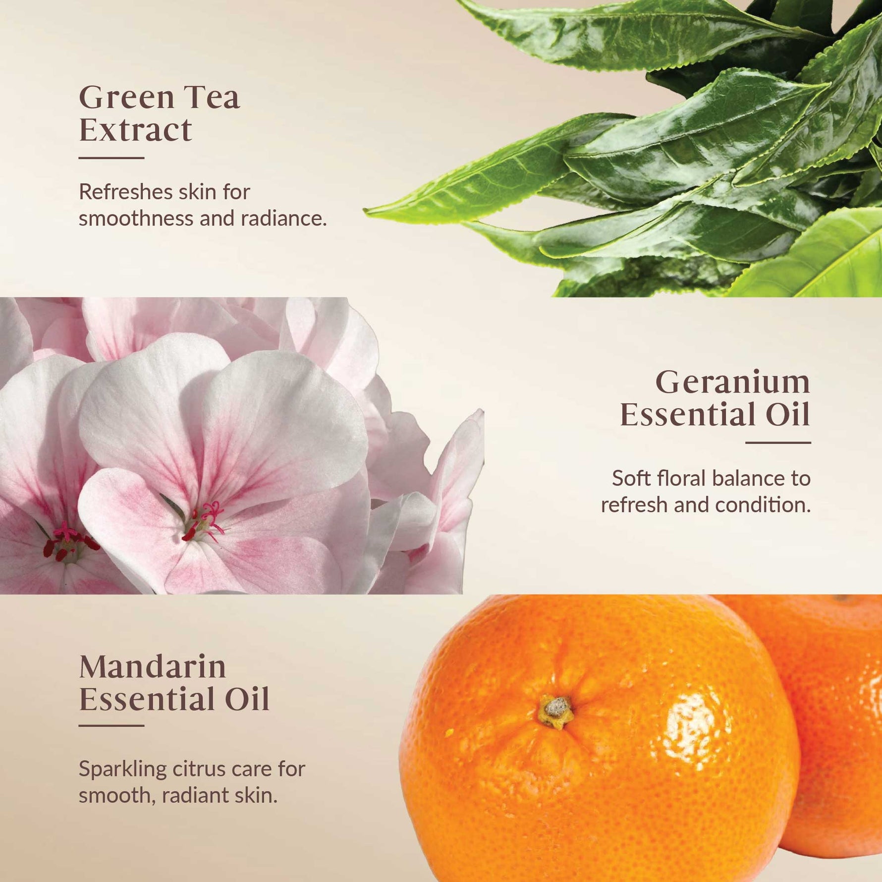 Promotional graphic featuring green tea extract, geranium essential oil, and mandarin essential oil with corresponding images and text.