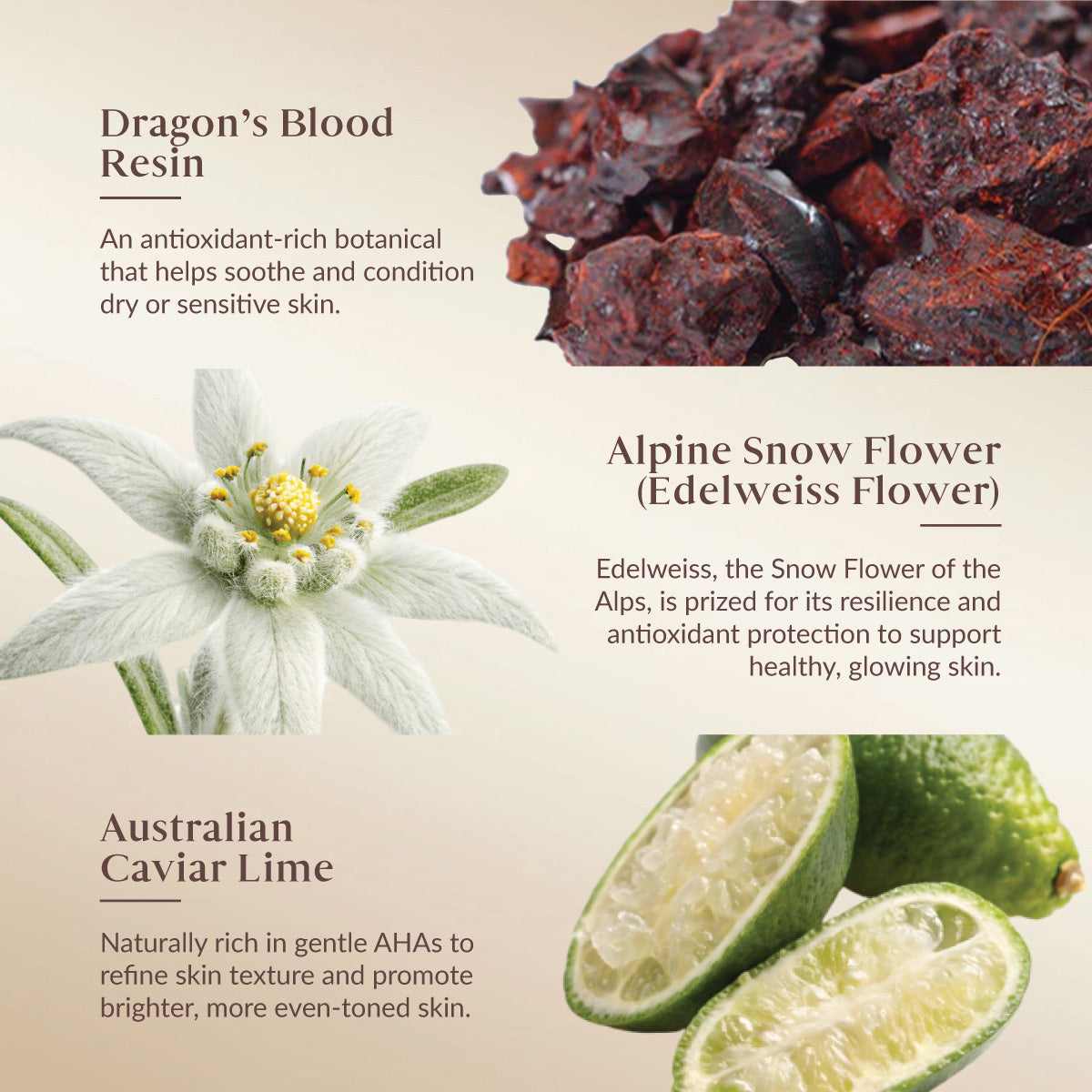 A four-panel skincare ingredient infographic on a cream background, featuring Dragon's Blood Resin, Alpine Snow Flower (Edelweiss Flower), and Australian Caviar Lime with descriptive text and corresponding product photos.