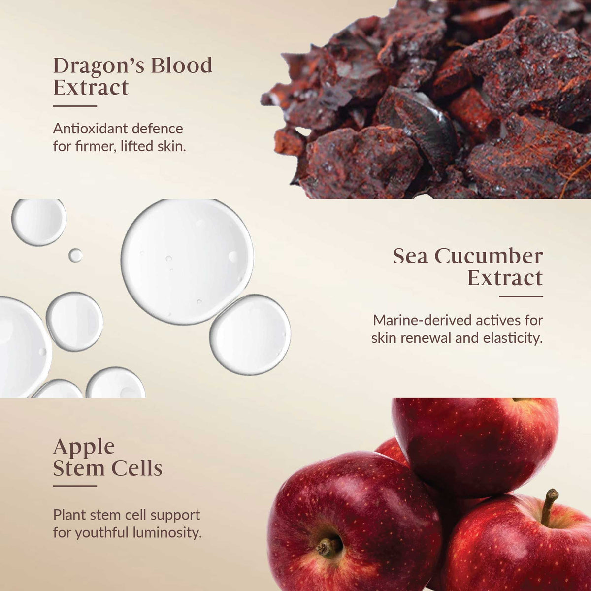 Dragon's Blood Extract, Sea Cucumber Extract, and Apple Stem Cells with respective benefits on a beige background.