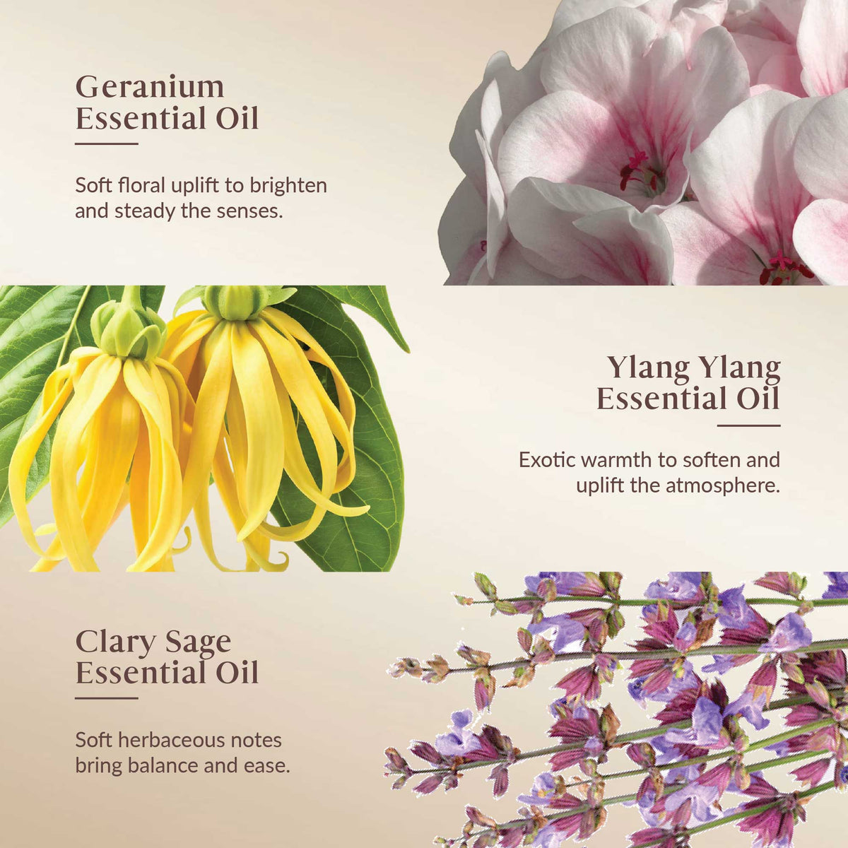Promotional graphic for Geranium, Ylang Ylang, and Clary Sage essential oils with floral images and descriptive text.