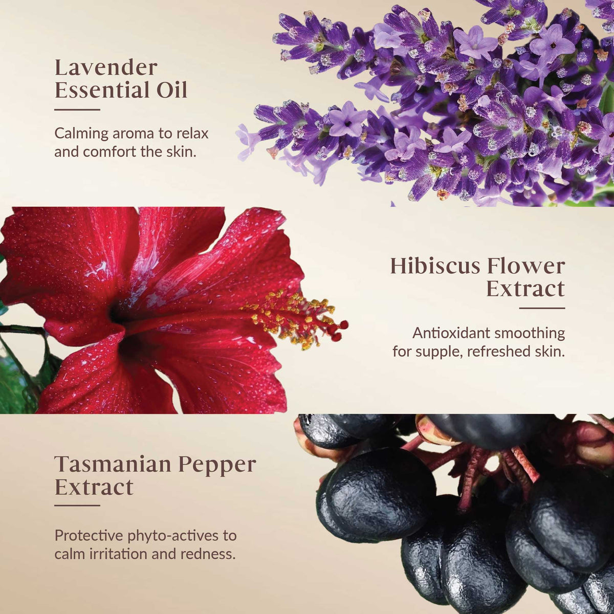 Promotional graphic featuring lavender, hibiscus, and Tasmanian pepper with text on their benefits.