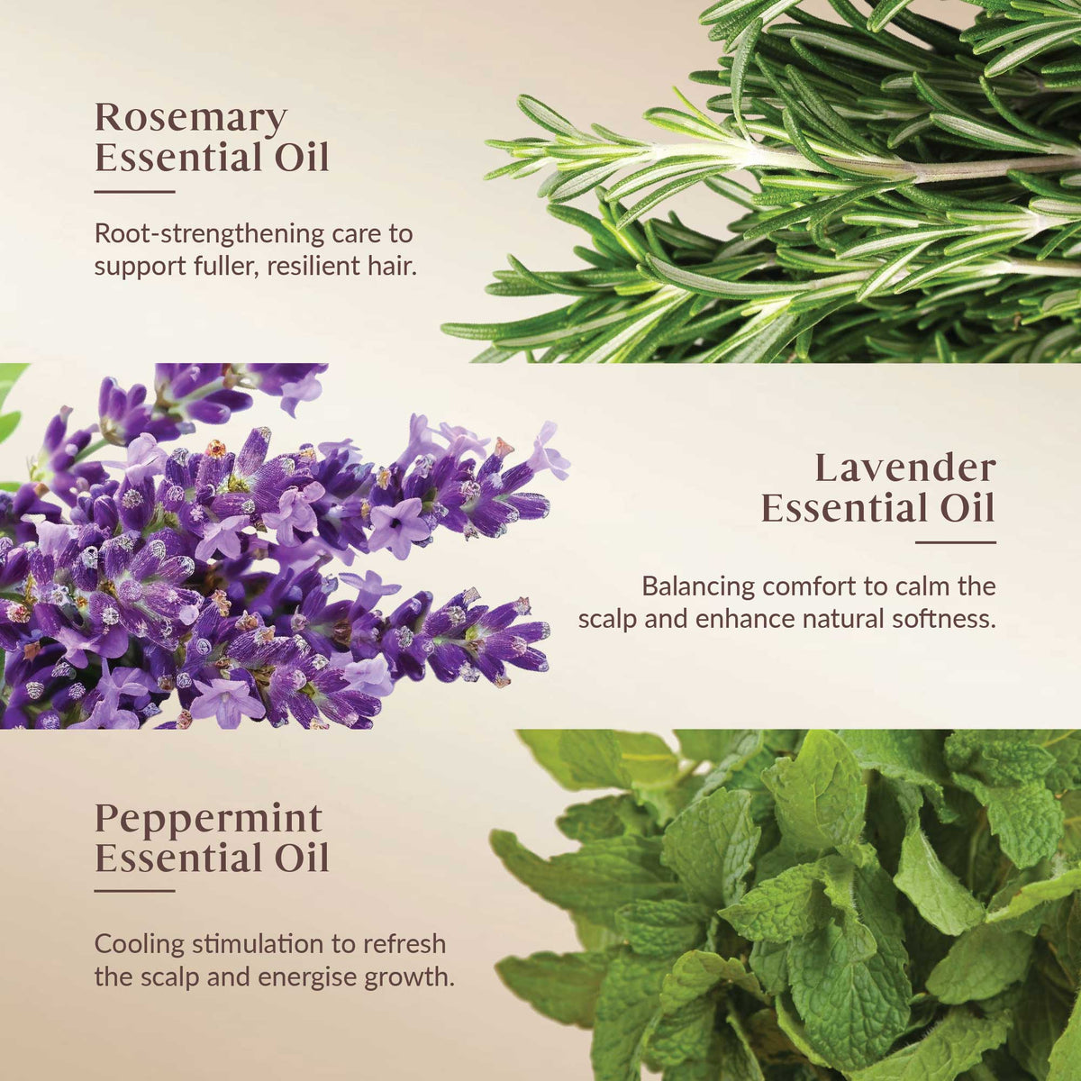 Promotional graphic for Rosemary, Lavender, and Peppermint Essential Oils with images of the plants.